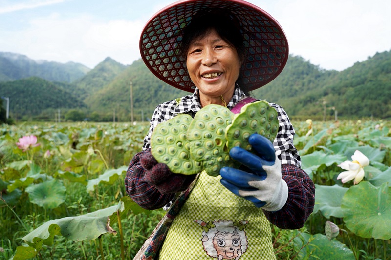 1607672778306029442.jpg 貧困戶龔樟英到合作社采摘蓮子(曾黃林 攝).jpg