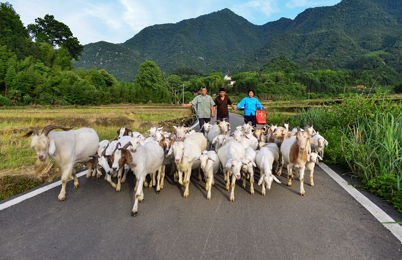 1607672850097014272.jpg 貧困戶王元生的羊群(張偉峰攝).jpg